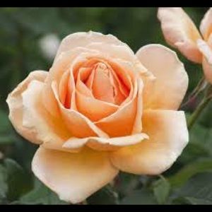 Meet your Posher, Becky